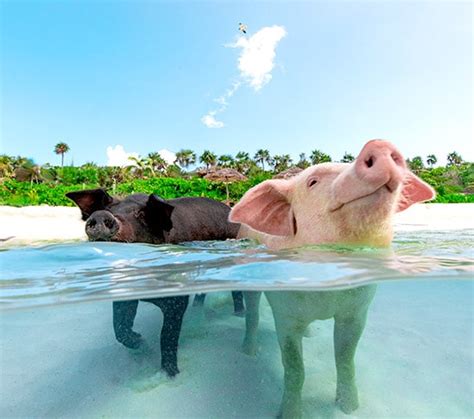 sandy toes bahamas|Sandy Toes Bahamas Original Swimming Pigs and Snorkeling